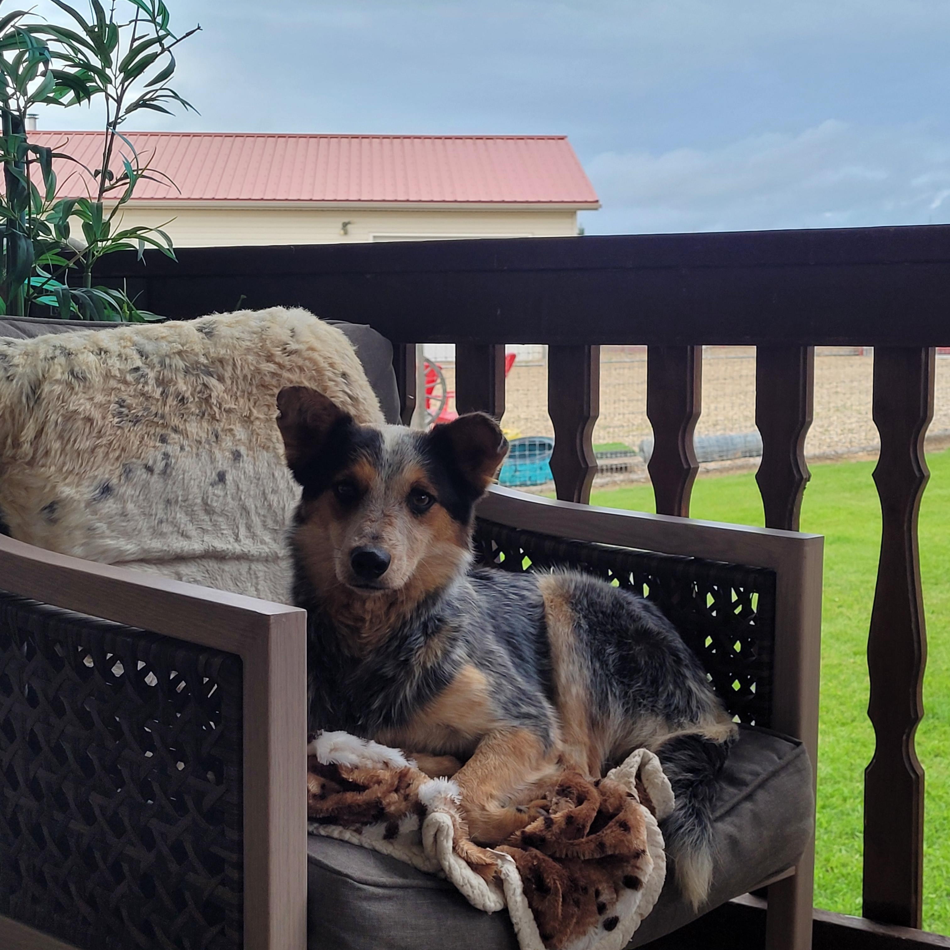 Honey, Adopted, Young Female Australian Cattle Dog / Blue Heeler.