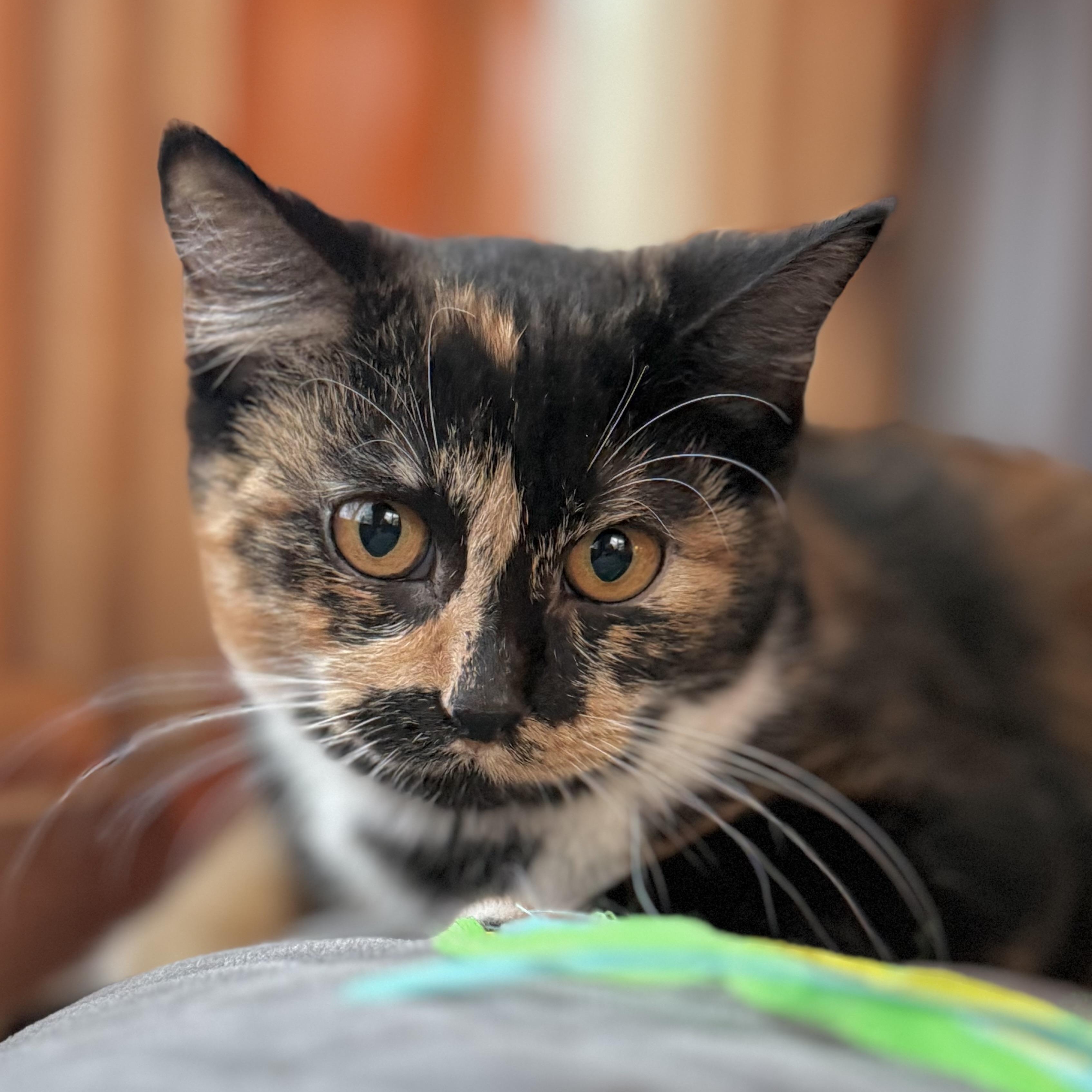 Enlarge Brook, a ADOPTABLE mixed breed in Minneapolis, MN image 1/6