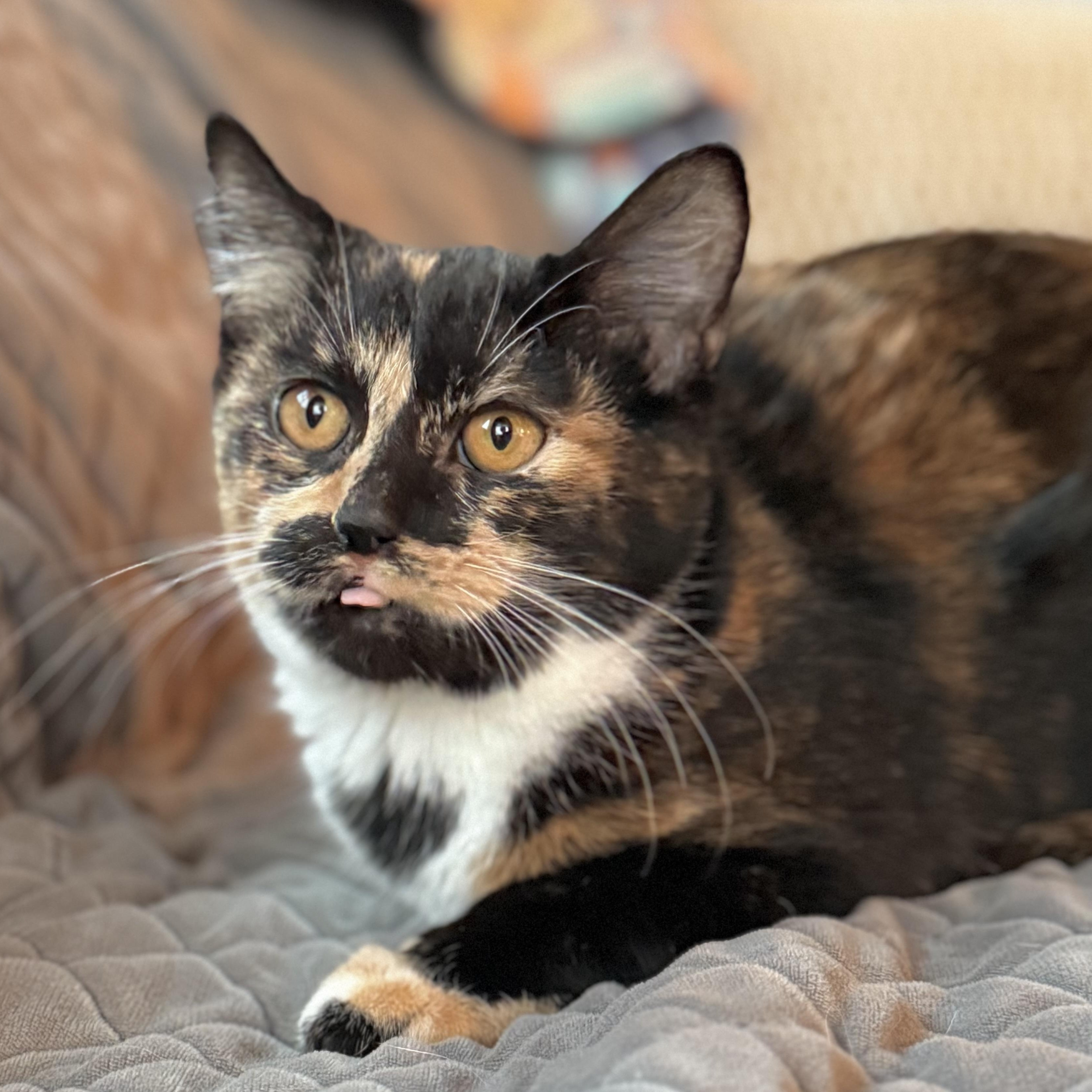 Enlarge Brook, a ADOPTABLE mixed breed in Minneapolis, MN image 2/6