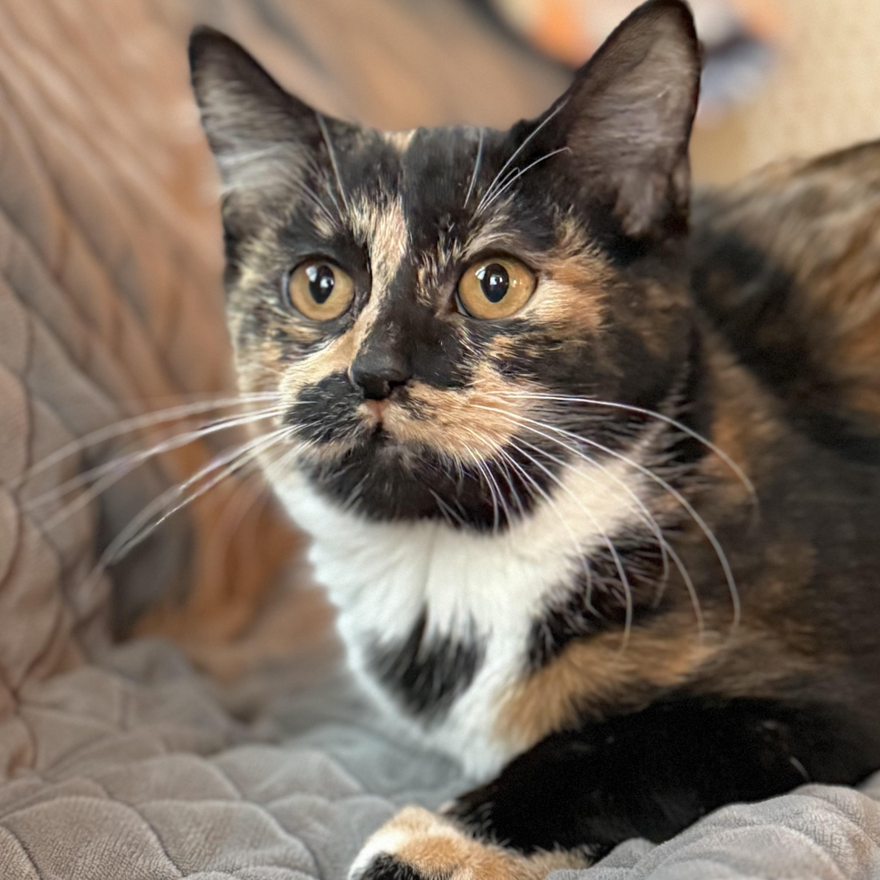 Enlarge Brook, a ADOPTABLE mixed breed in Minneapolis, MN image 3/6