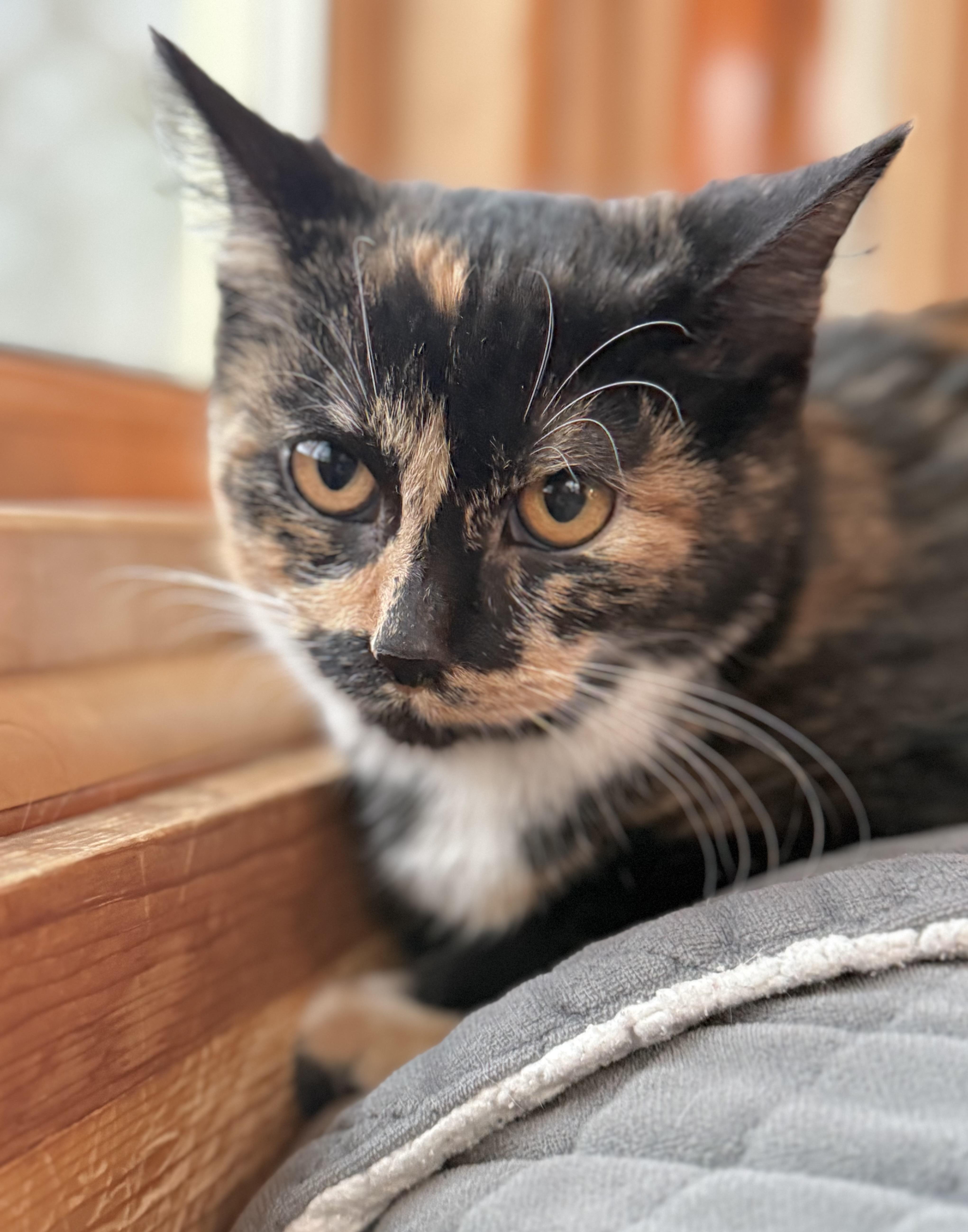 Enlarge Brook, a ADOPTABLE mixed breed in Minneapolis, MN image 4/6