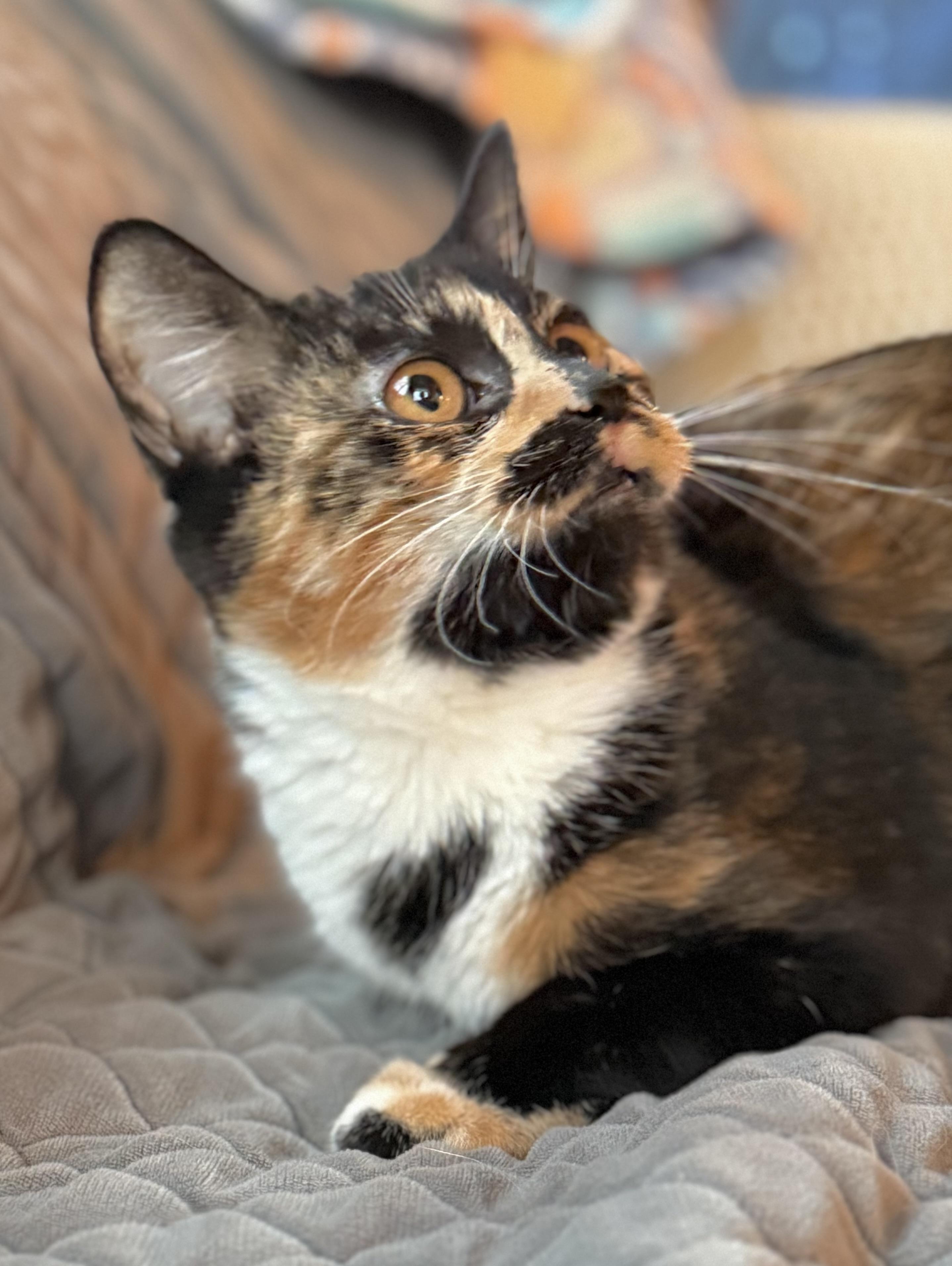 Enlarge Brook, a ADOPTABLE mixed breed in Minneapolis, MN image 5/6