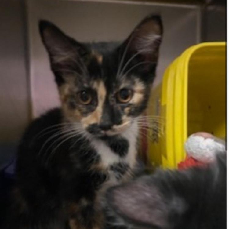 Enlarge Brook, a ADOPTABLE mixed breed in Minneapolis, MN image 6/6