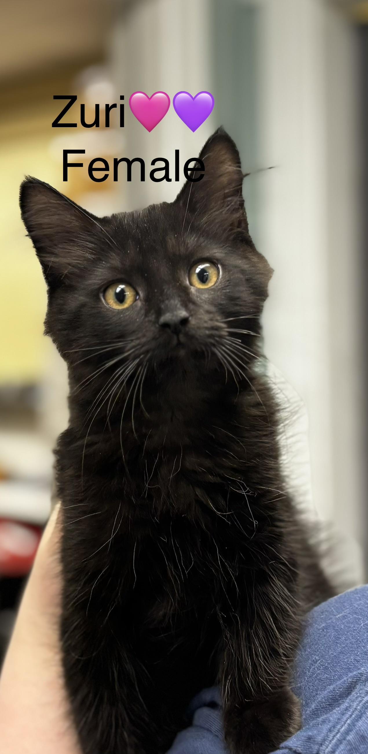 Zip, Zuri, Zara, and Zoey, a ADOPTABLE mixed breed in Calais, ME image 1/5