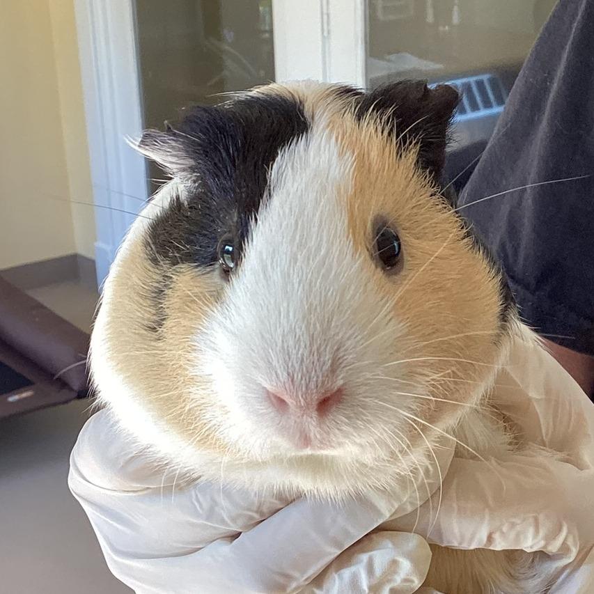 Lucky, Adoptable, Young Female Guinea Pig.