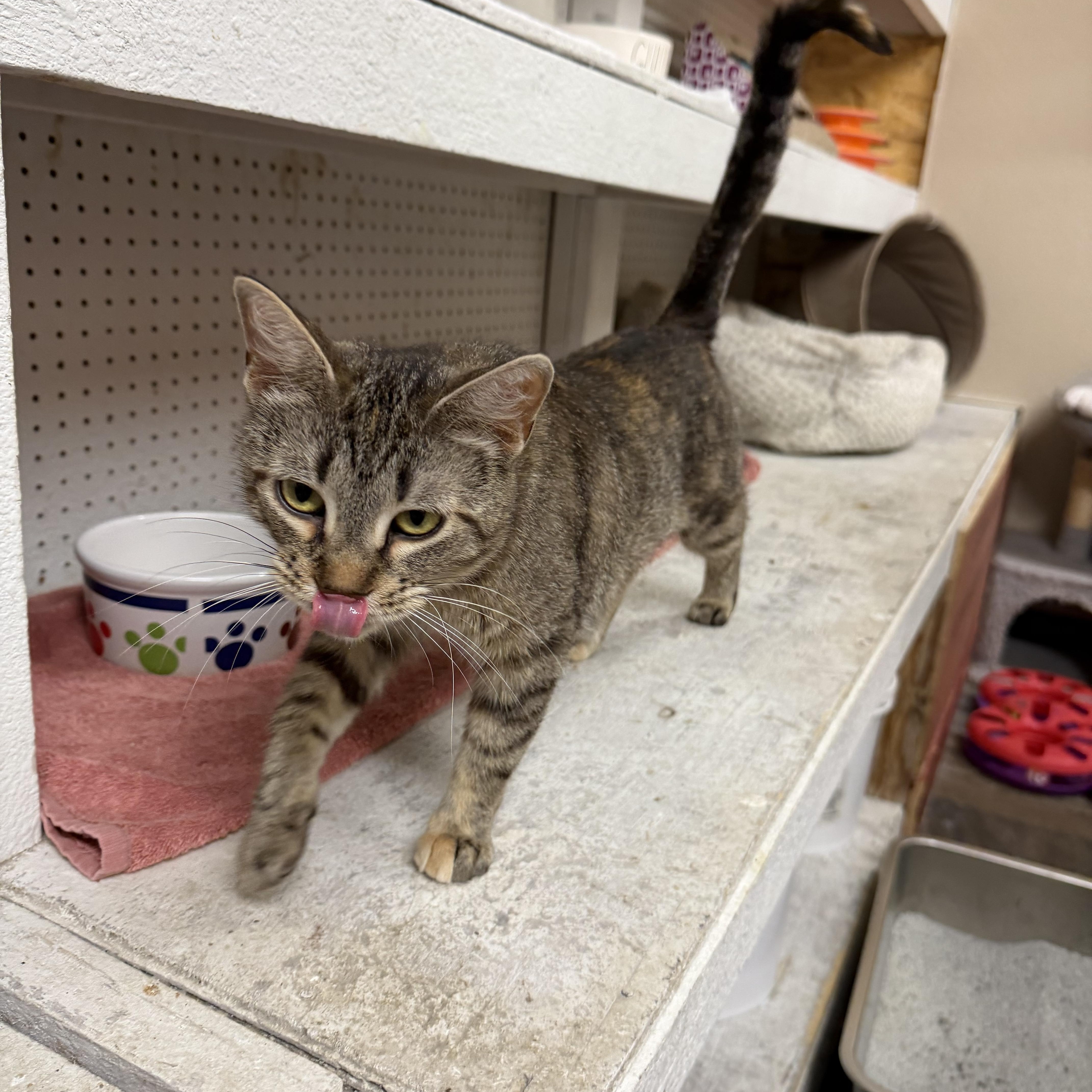 Mama Poopy Pants, Adopted, Adult Female Torbie.