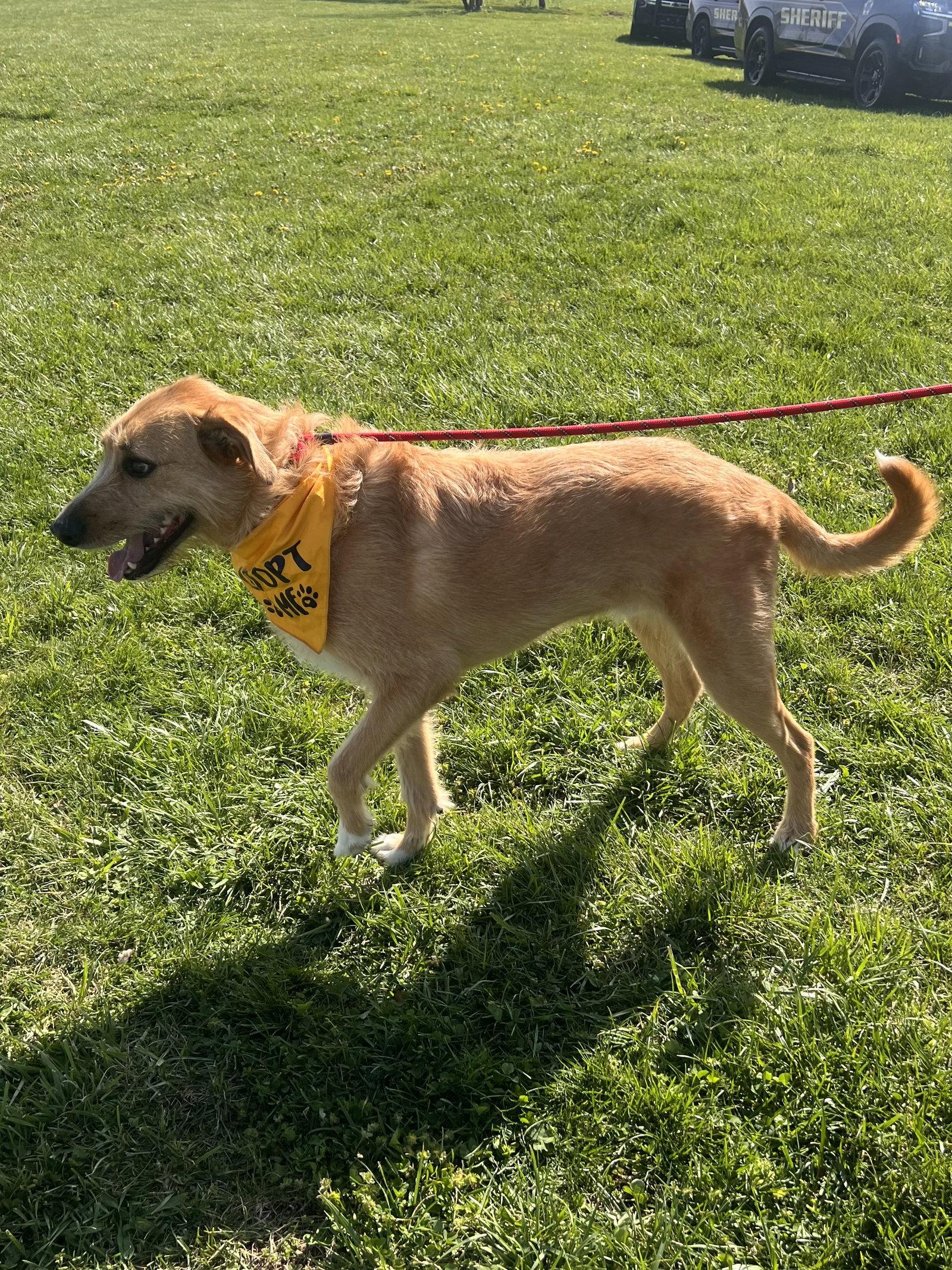 Enlarge Roscoe, a Adoptable mixed breed in Georgetown, KY image 1/3