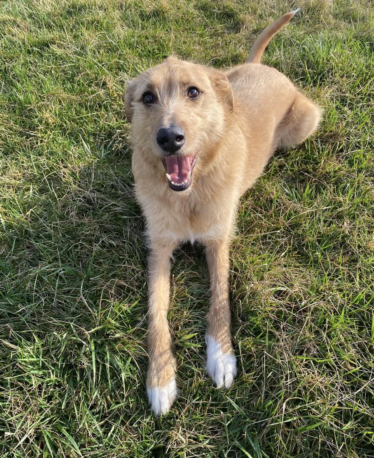 Enlarge Roscoe, a Adoptable mixed breed in Georgetown, KY image 2/3