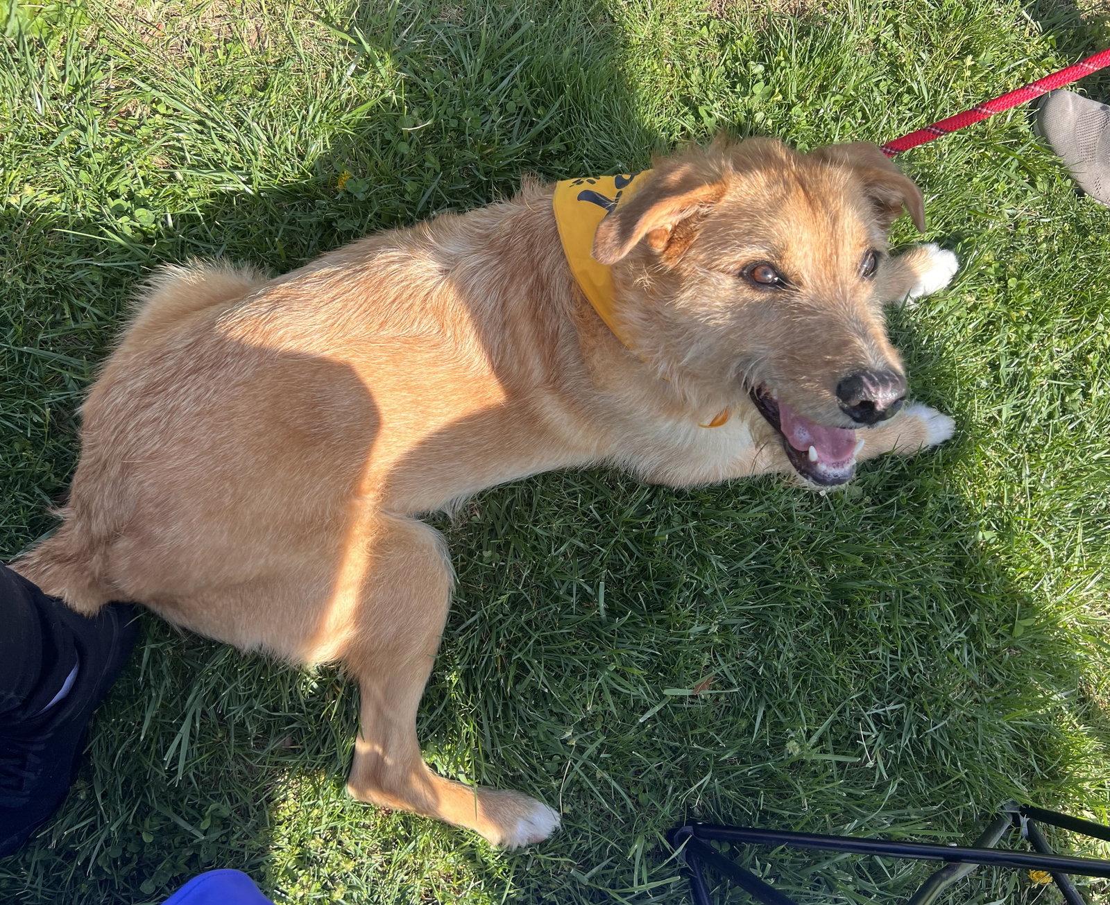 Enlarge Roscoe, a Adoptable mixed breed in Georgetown, KY image 3/3