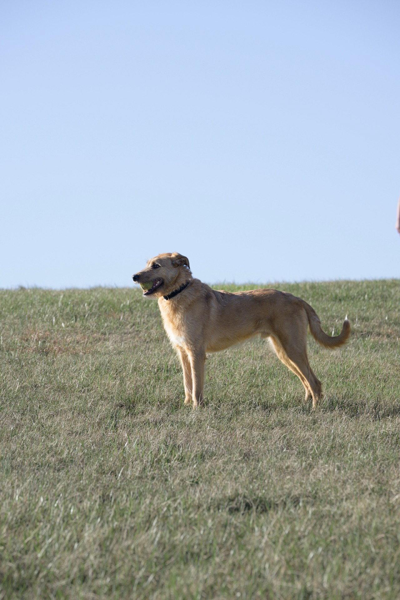 Enlarge Roscoe, a Adoptable mixed breed in Georgetown, KY image 2/3