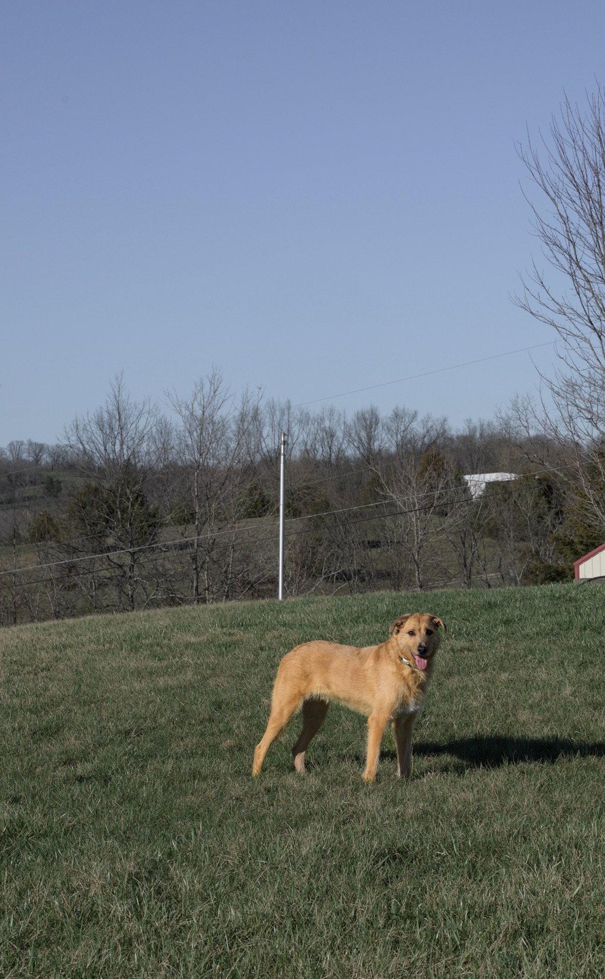 Enlarge Roscoe, a Adoptable mixed breed in Georgetown, KY image 3/3