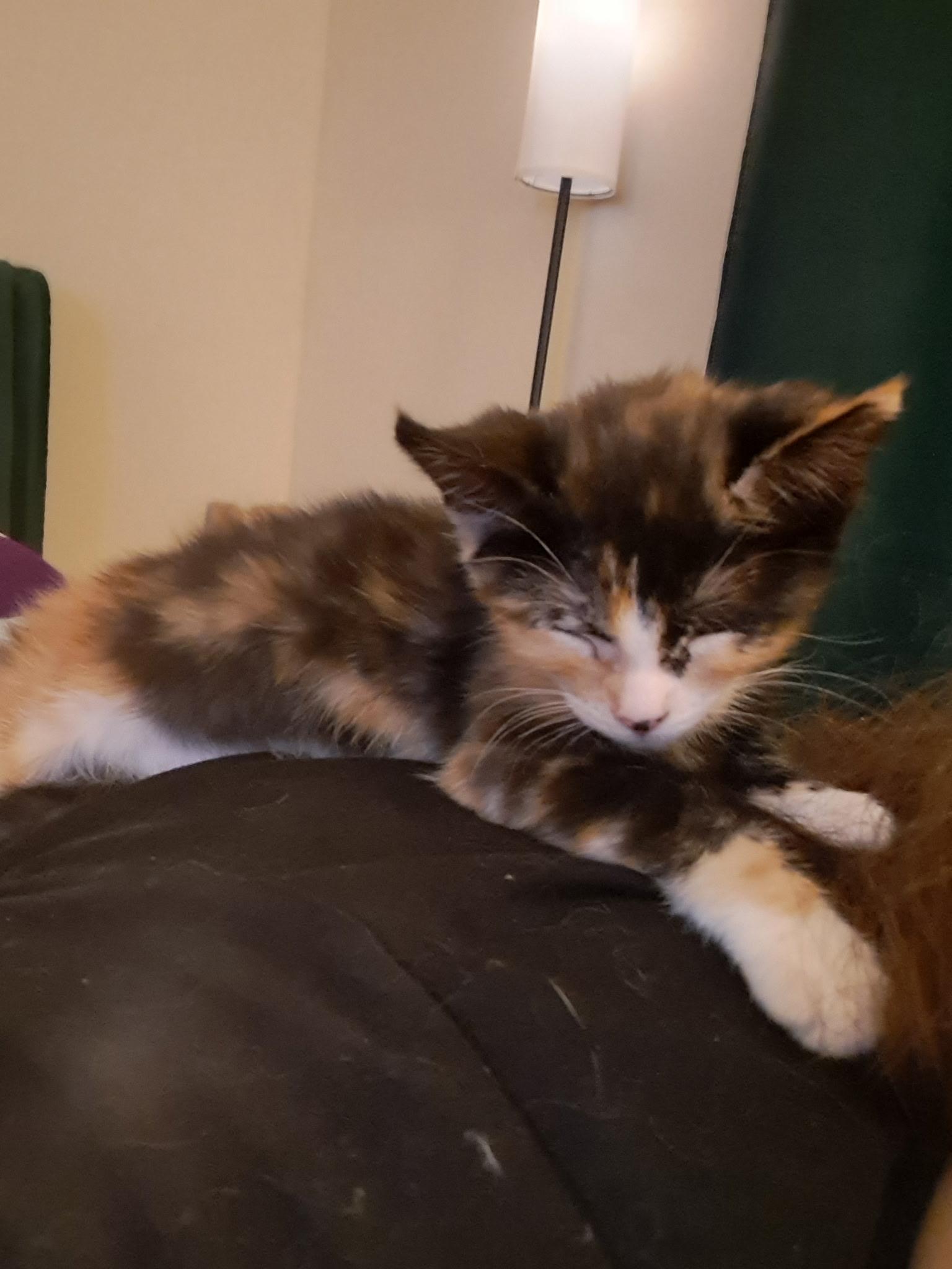 Enlarge Clover, a ADOPTABLE Domestic Short Hair in queen creek, AZ image 3/3