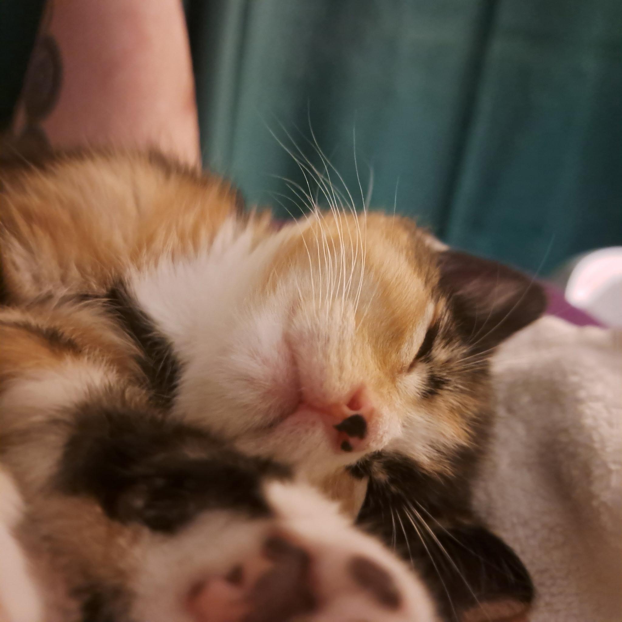 Enlarge Clover, a ADOPTABLE Domestic Short Hair in queen creek, AZ image 2/3