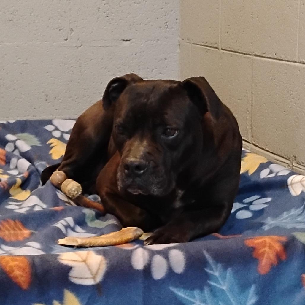 Cookie HW+, Adoptable, Senior Female American Staffordshire Terrier.