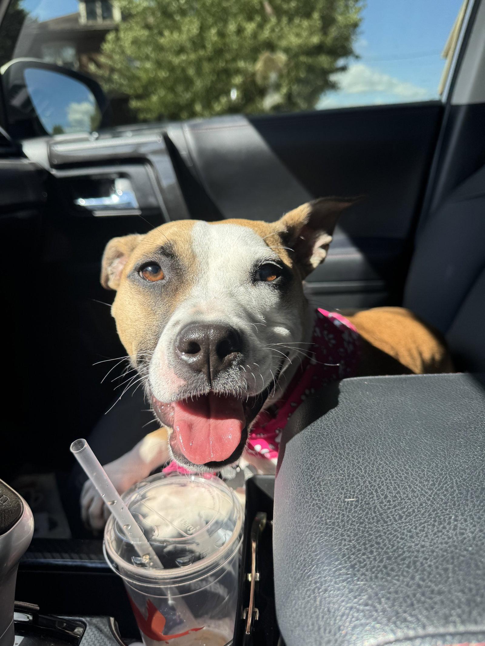 Mitsy, Adoptable, Young Female Terrier & Chihuahua.