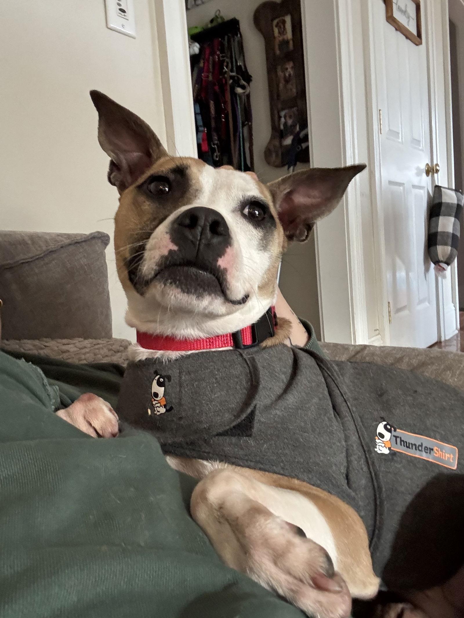 Mitsy, Adoptable, Young Female Terrier & Chihuahua.