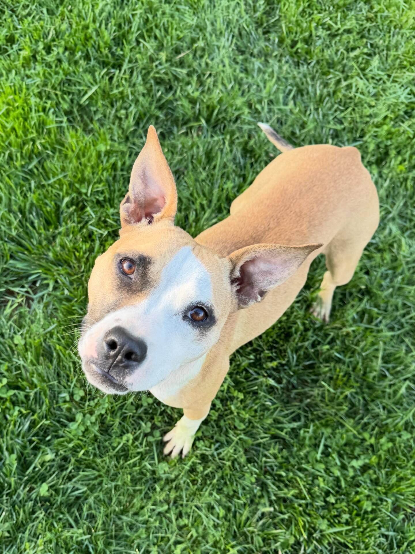 Mitsy, a Adoptable mixed breed in Doylestown, PA image 2/3