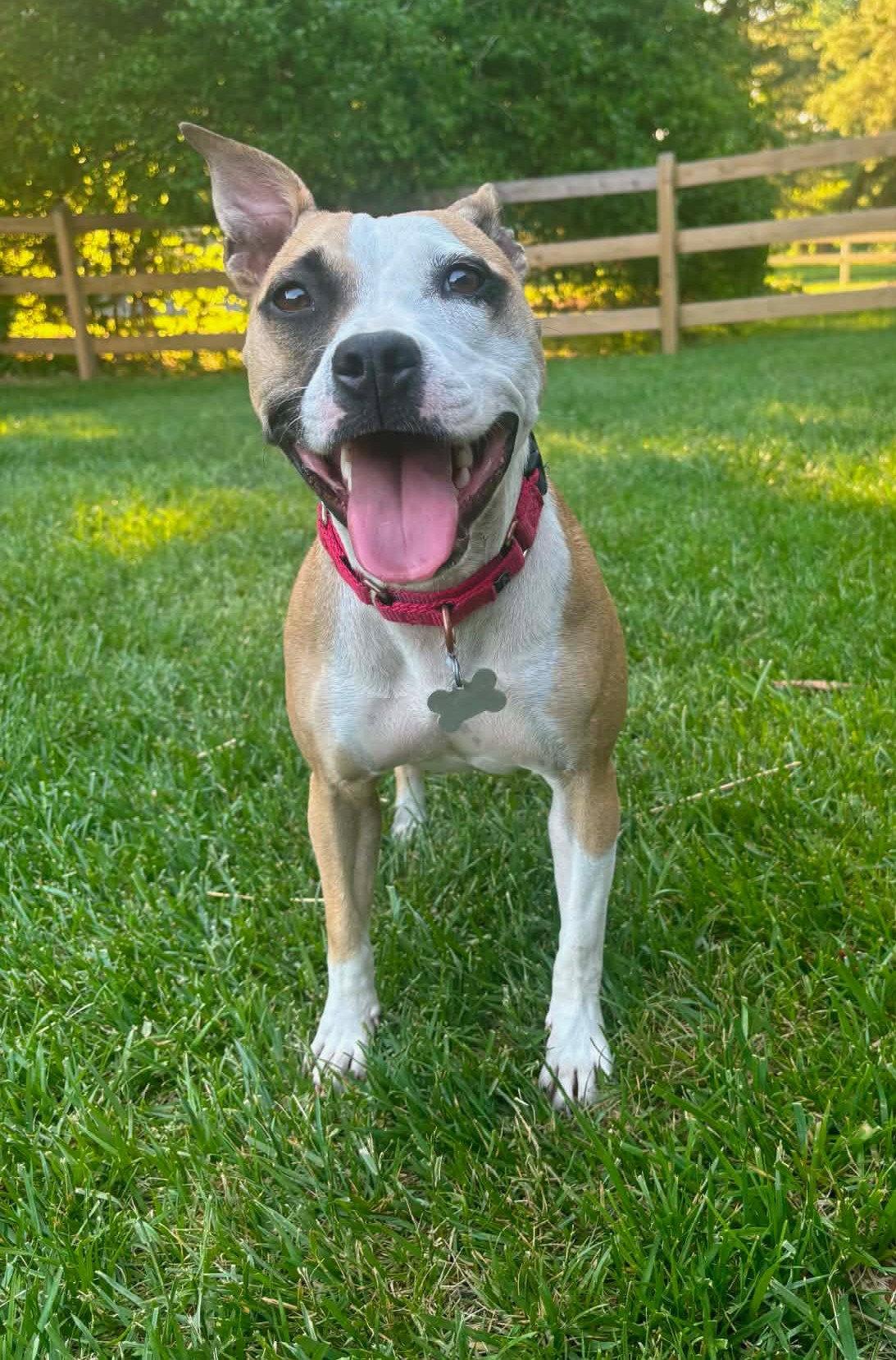 Mitsy, a Adoptable mixed breed in Doylestown, PA image 3/3