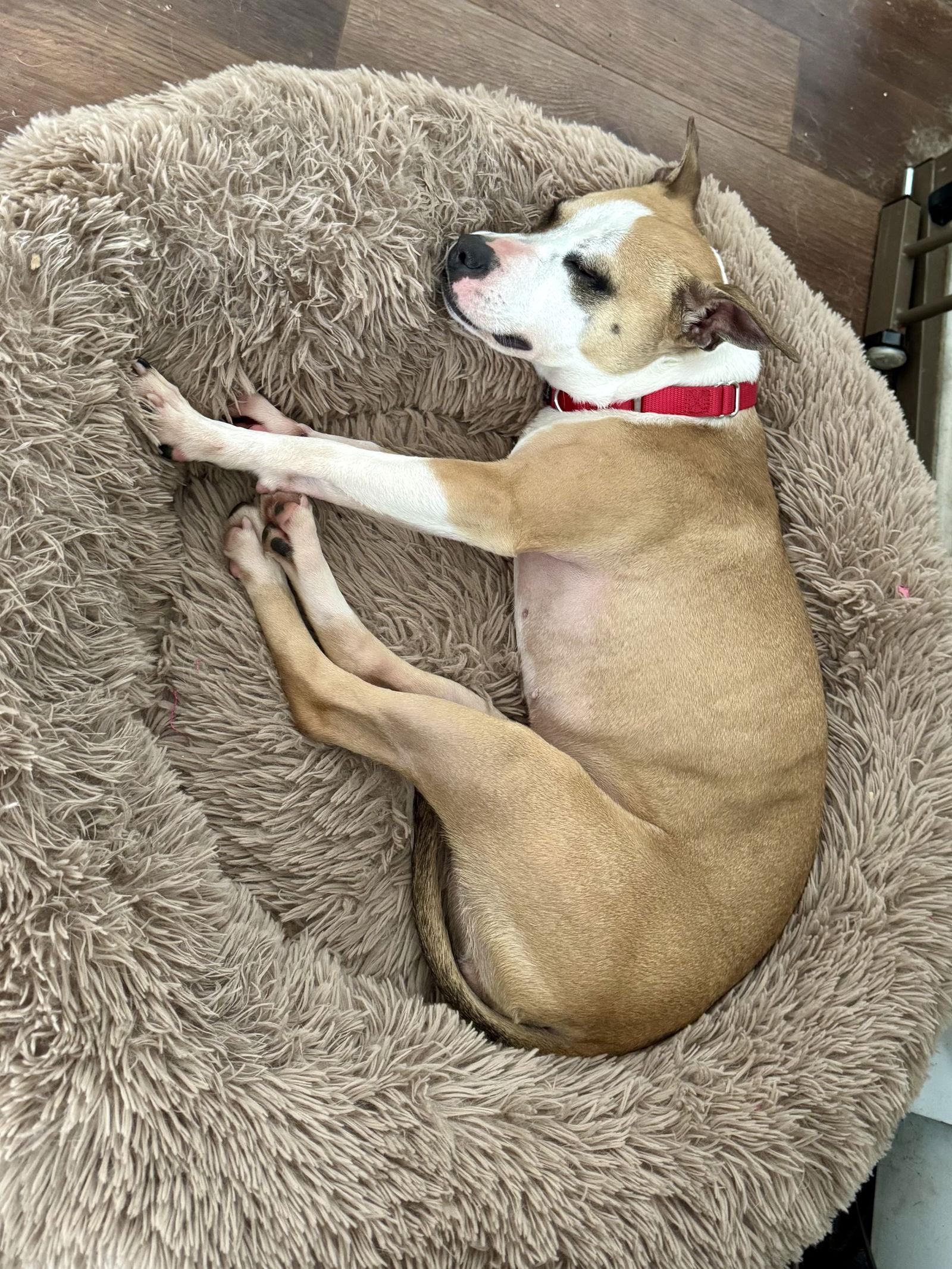 Mitsy, a Adoptable mixed breed in Doylestown, PA image 2/3