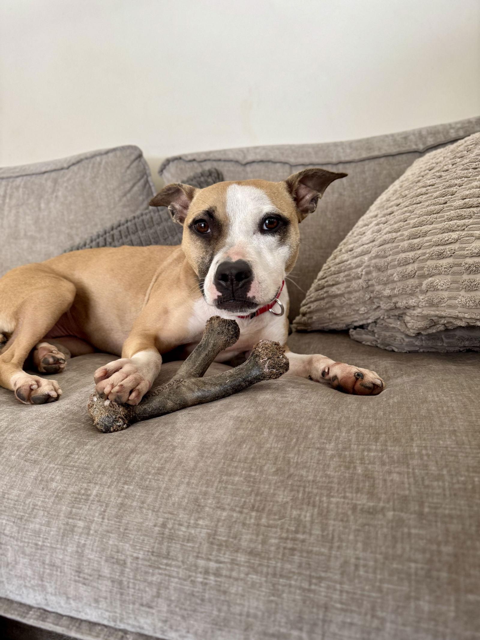 Mitsy, a Adoptable mixed breed in Doylestown, PA image 3/3