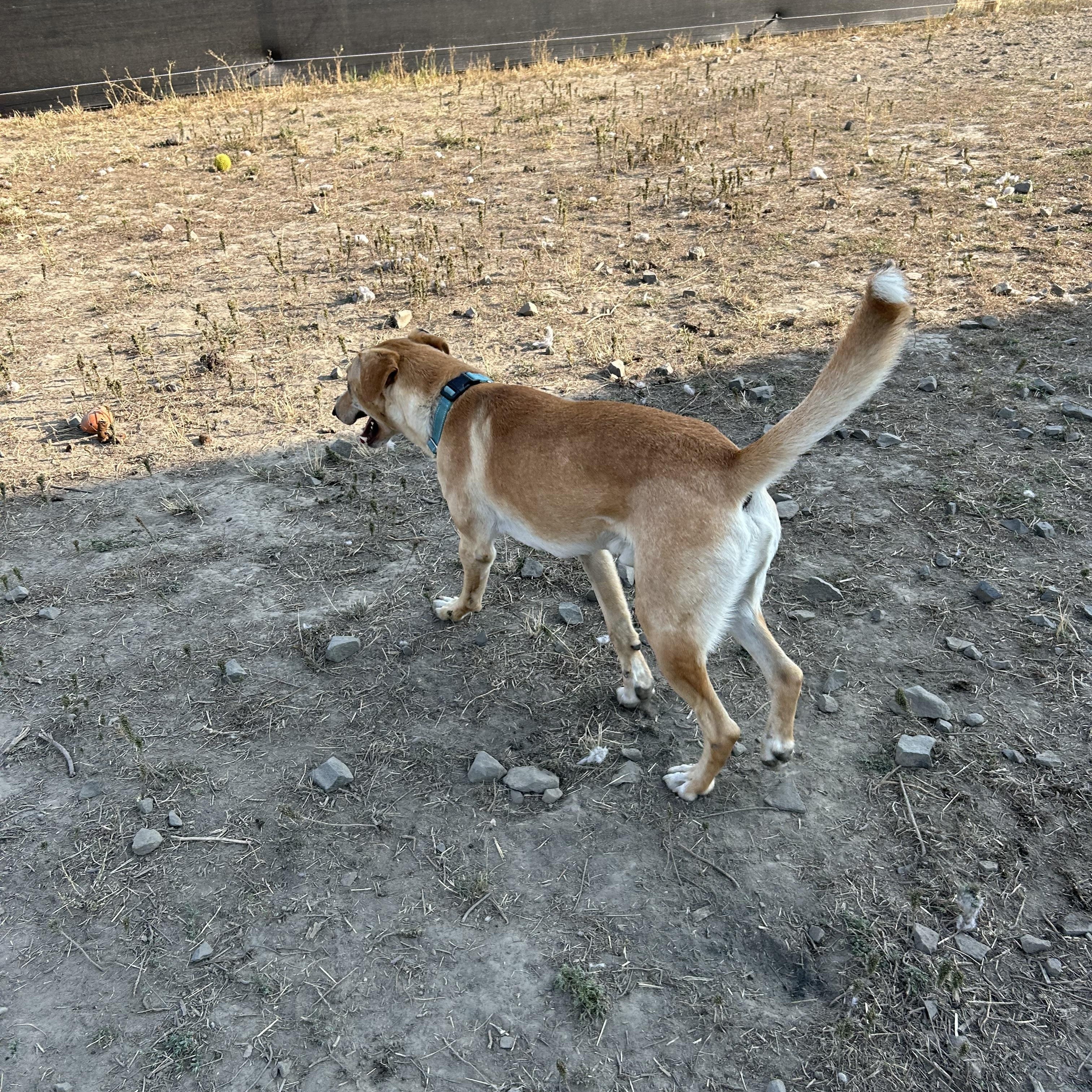 Enlarge Hobo  **Courtesy Listing for Luke's Legacy**, an adoptable mixed breed in COEUR D ALENE, ID image 5/5