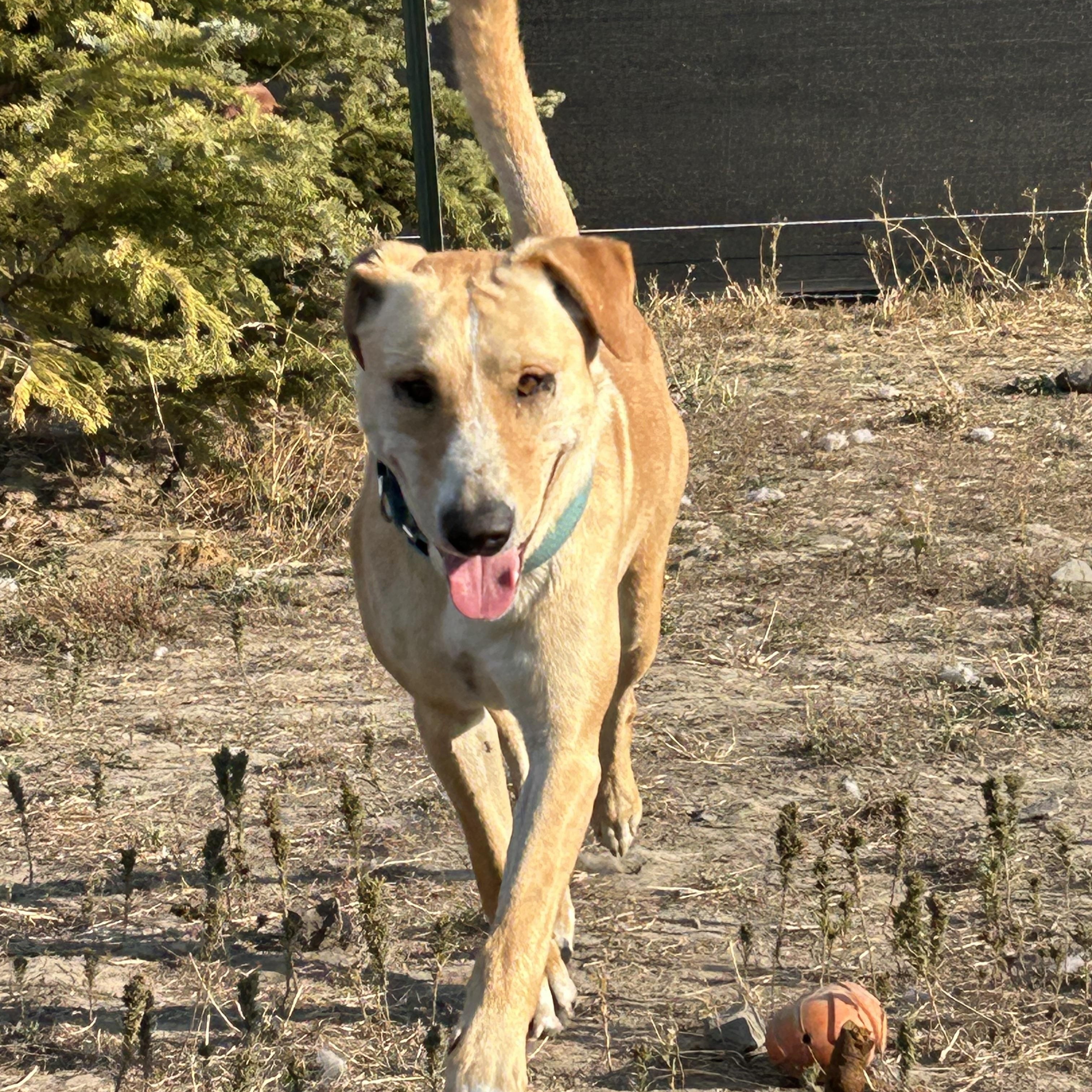 Enlarge Hobo  **Courtesy Listing for Luke's Legacy**, an adoptable mixed breed in COEUR D ALENE, ID image 3/5