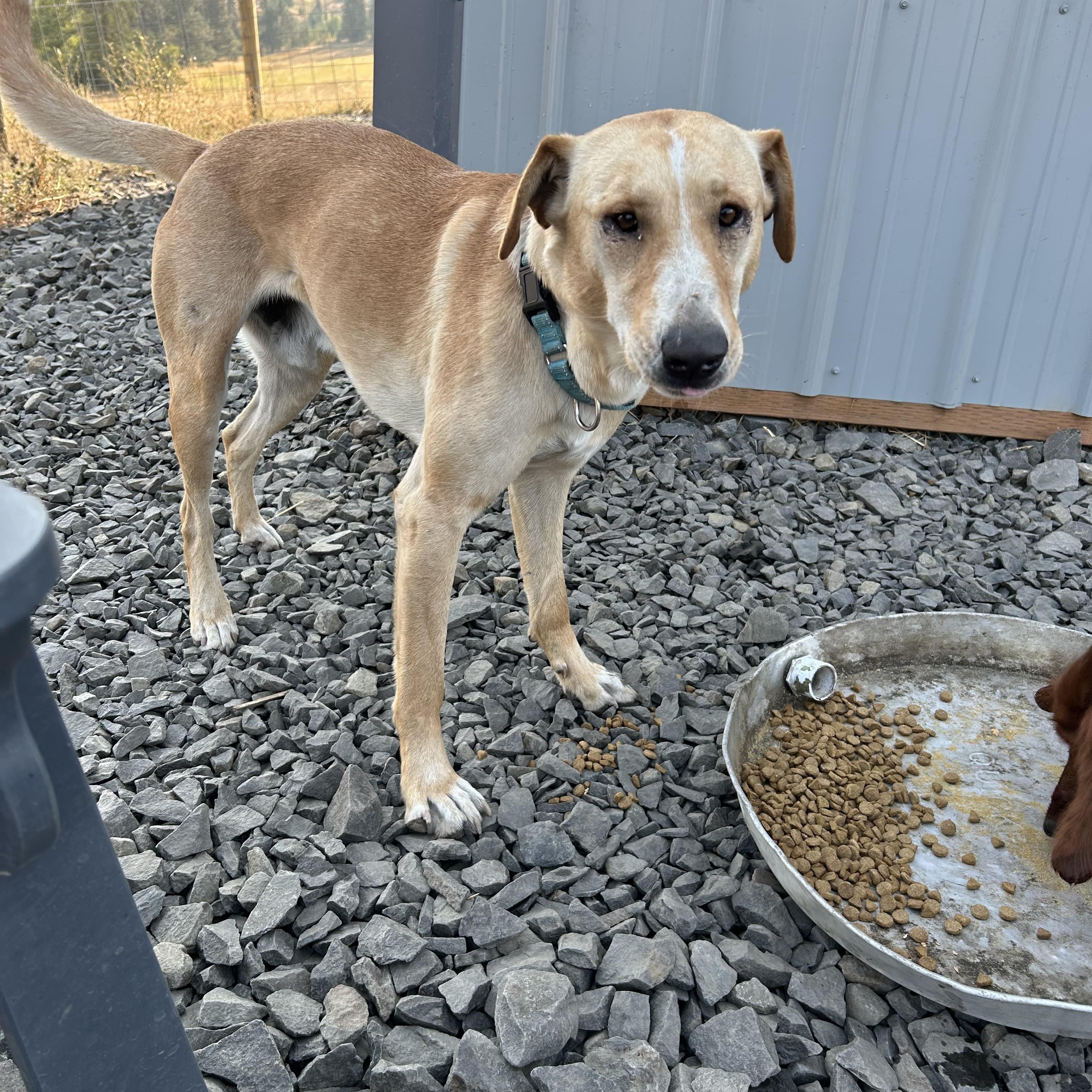 Hobo  **Courtesy Listing for Luke's Legacy**, adoptable, Adult Male Yellow Labrador Retriever.