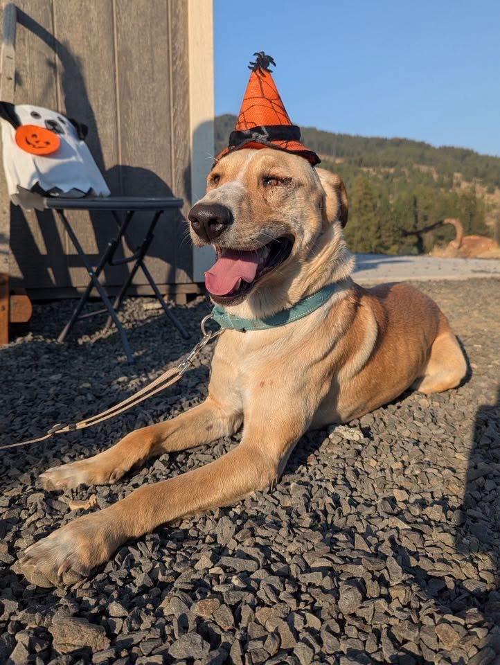 Enlarge Hobo  **Courtesy Listing for Luke's Legacy**, an adoptable mixed breed in COEUR D ALENE, ID image 2/5