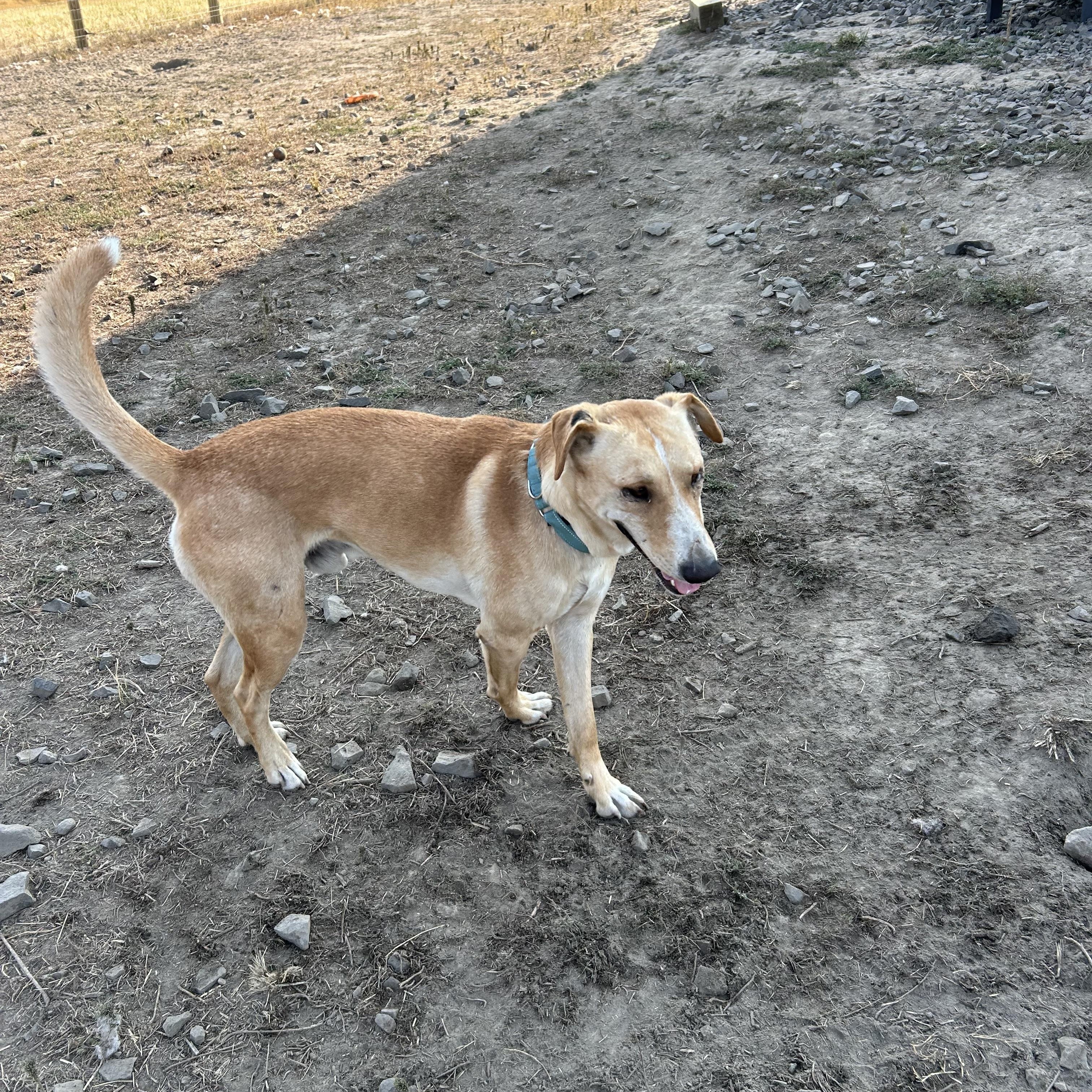 Enlarge Hobo  **Courtesy Listing for Luke's Legacy**, an adoptable mixed breed in COEUR D ALENE, ID image 4/5