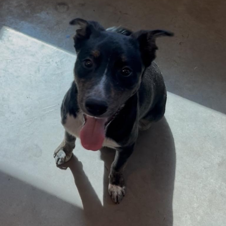 Enlarge Jaye , an adopted mixed breed in Cordell, OK image 3/6