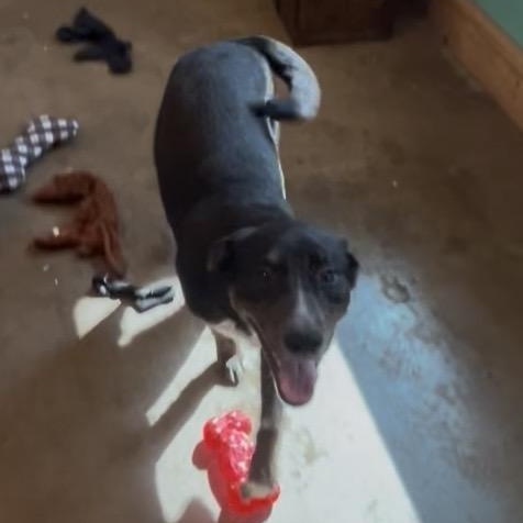 Enlarge Jaye , an adopted mixed breed in Cordell, OK image 6/6