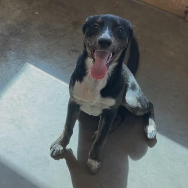 Enlarge Jaye , an adopted mixed breed in Cordell, OK image 2/6