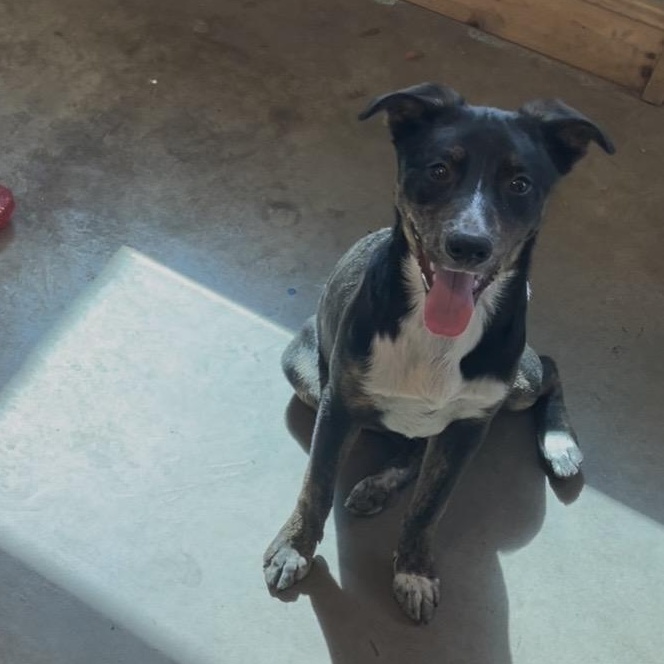 Enlarge Jaye , an adopted mixed breed in Cordell, OK image 1/6