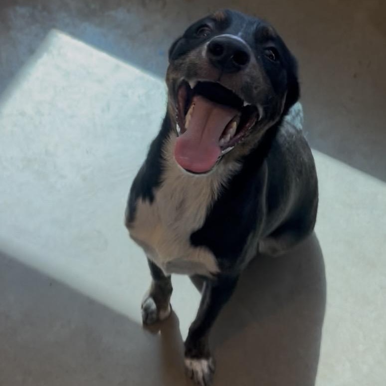 Enlarge Jaye , an adopted mixed breed in Cordell, OK image 5/6