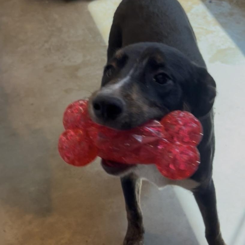 Enlarge Jaye , an adopted mixed breed in Cordell, OK image 4/6