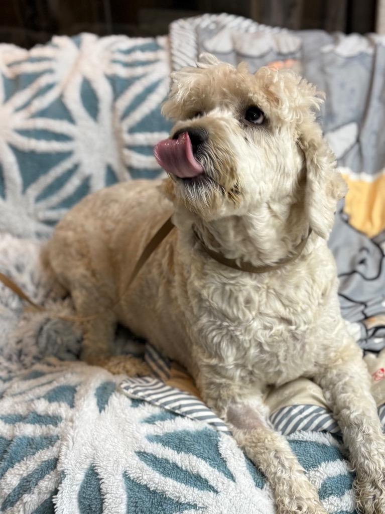 Lola, a Adoptable mixed breed in Fort Worth, TX image 1/2