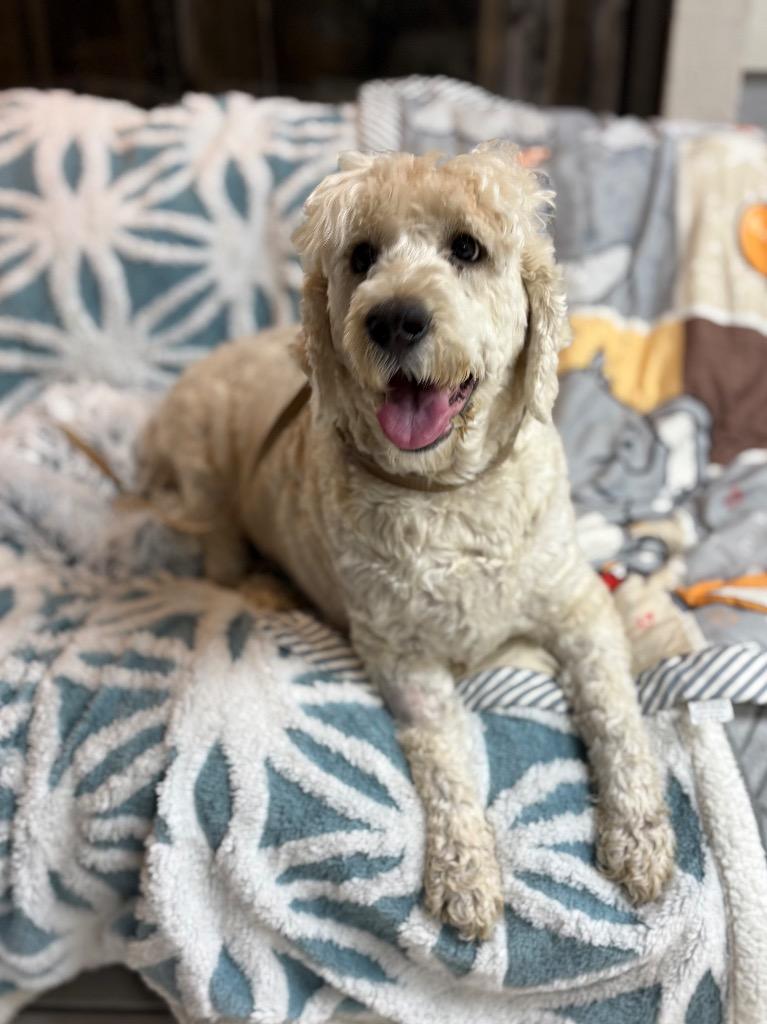 Lola, a Adoptable mixed breed in Fort Worth, TX image 2/2