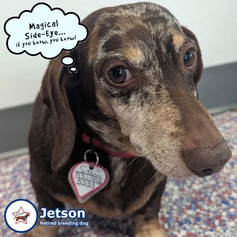 Jetson in VA, a ADOPTABLE Dachshund in Shelbyville, TN image 1/5