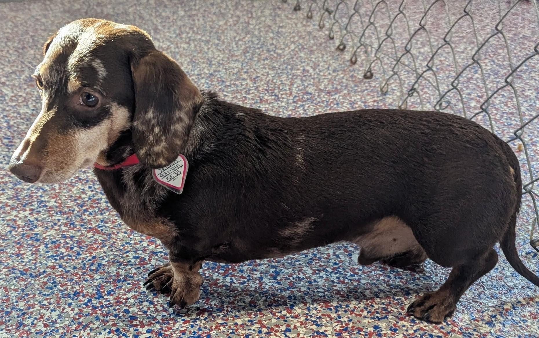 Jetson in VA, a ADOPTABLE Dachshund in Shelbyville, TN image 2/5