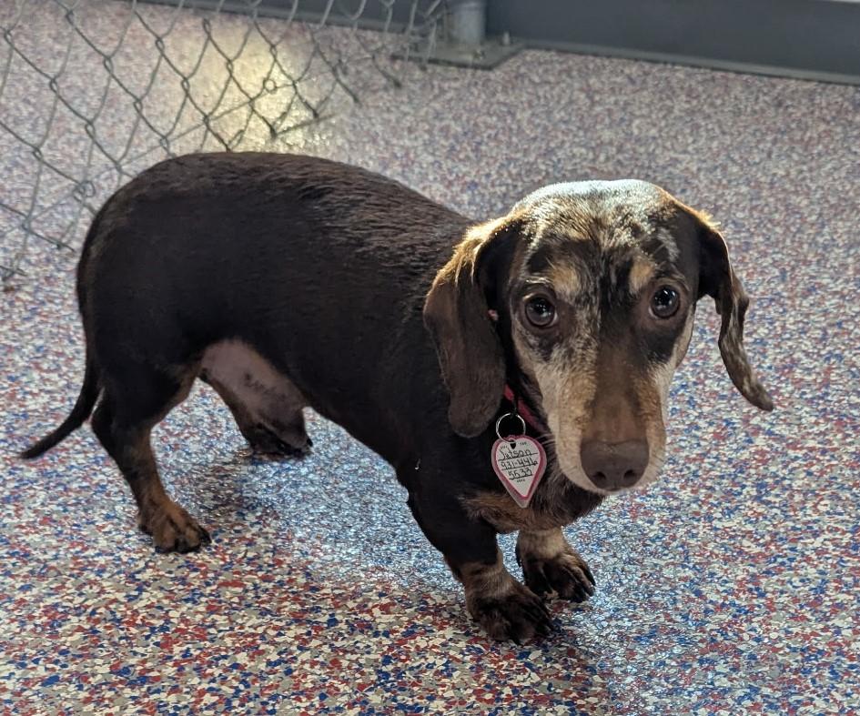 Jetson in VA, a ADOPTABLE Dachshund in Shelbyville, TN image 3/5