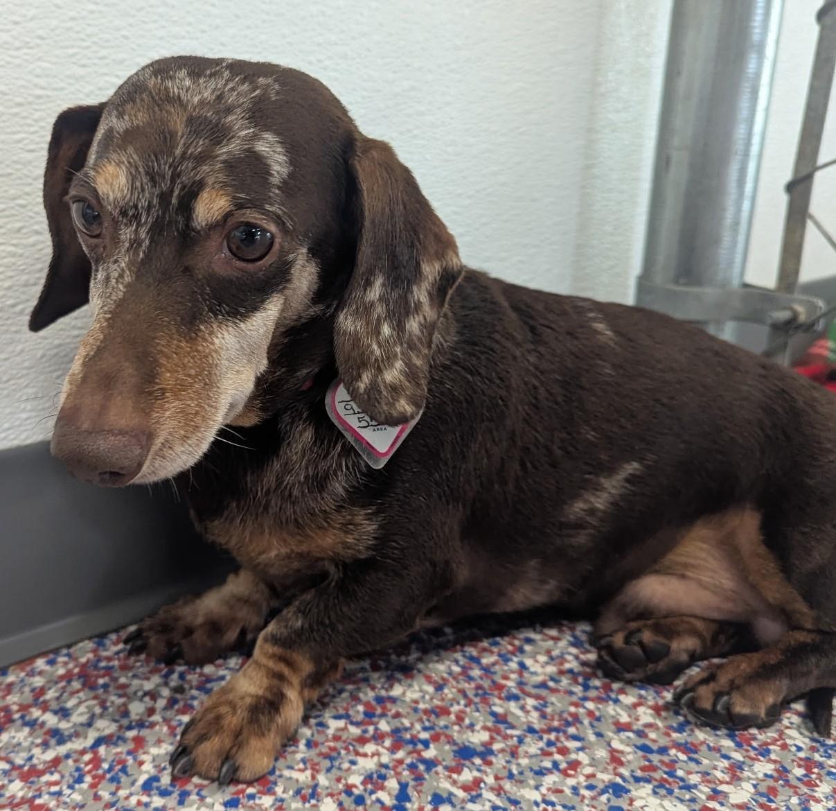 Jetson in VA, a ADOPTABLE Dachshund in Shelbyville, TN image 4/5