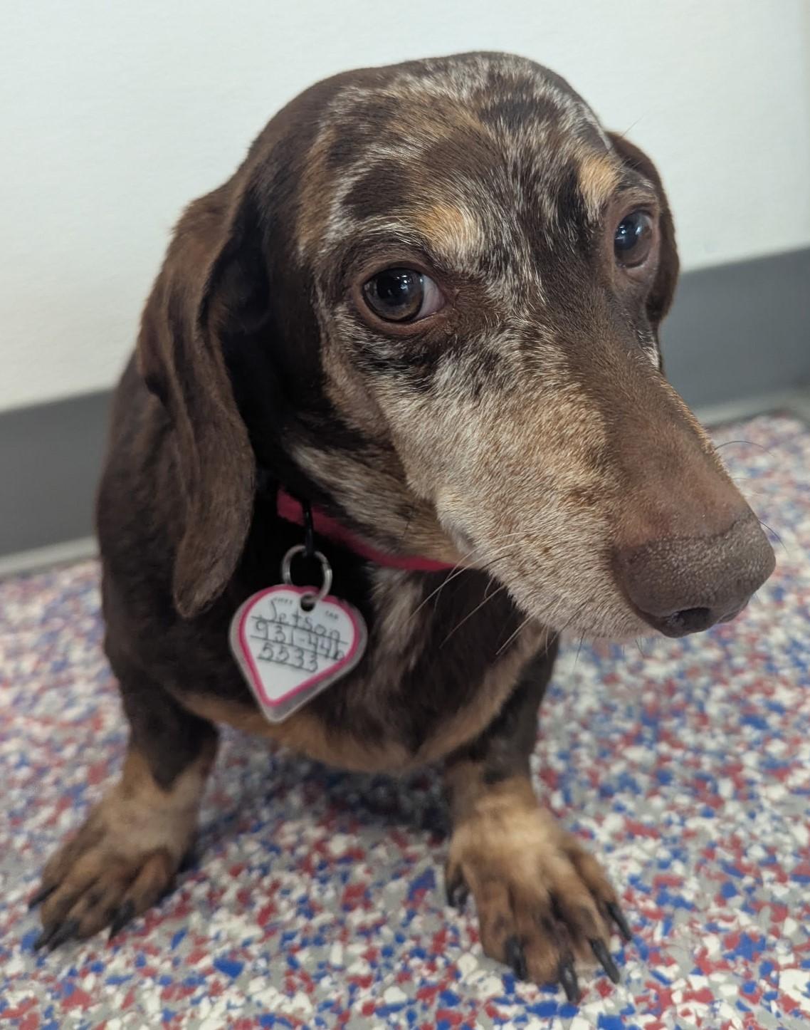 Jetson in VA, a ADOPTABLE Dachshund in Shelbyville, TN image 5/5