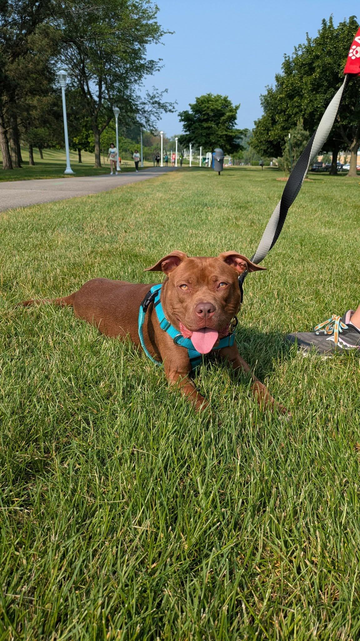 Chickie, a Adoptable mixed breed in Cleveland, OH image 1/6