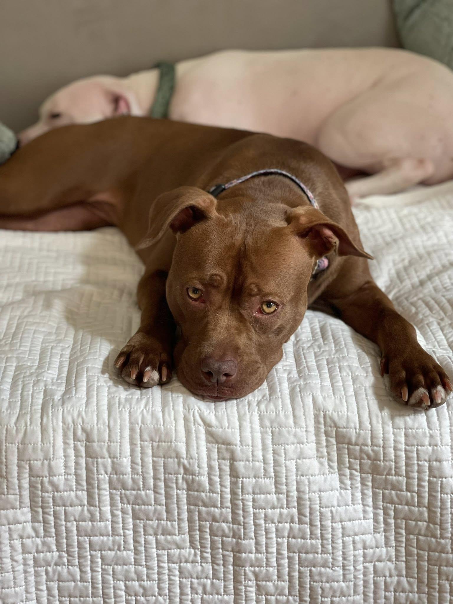 Chickie, a Adoptable mixed breed in Cleveland, OH image 2/6