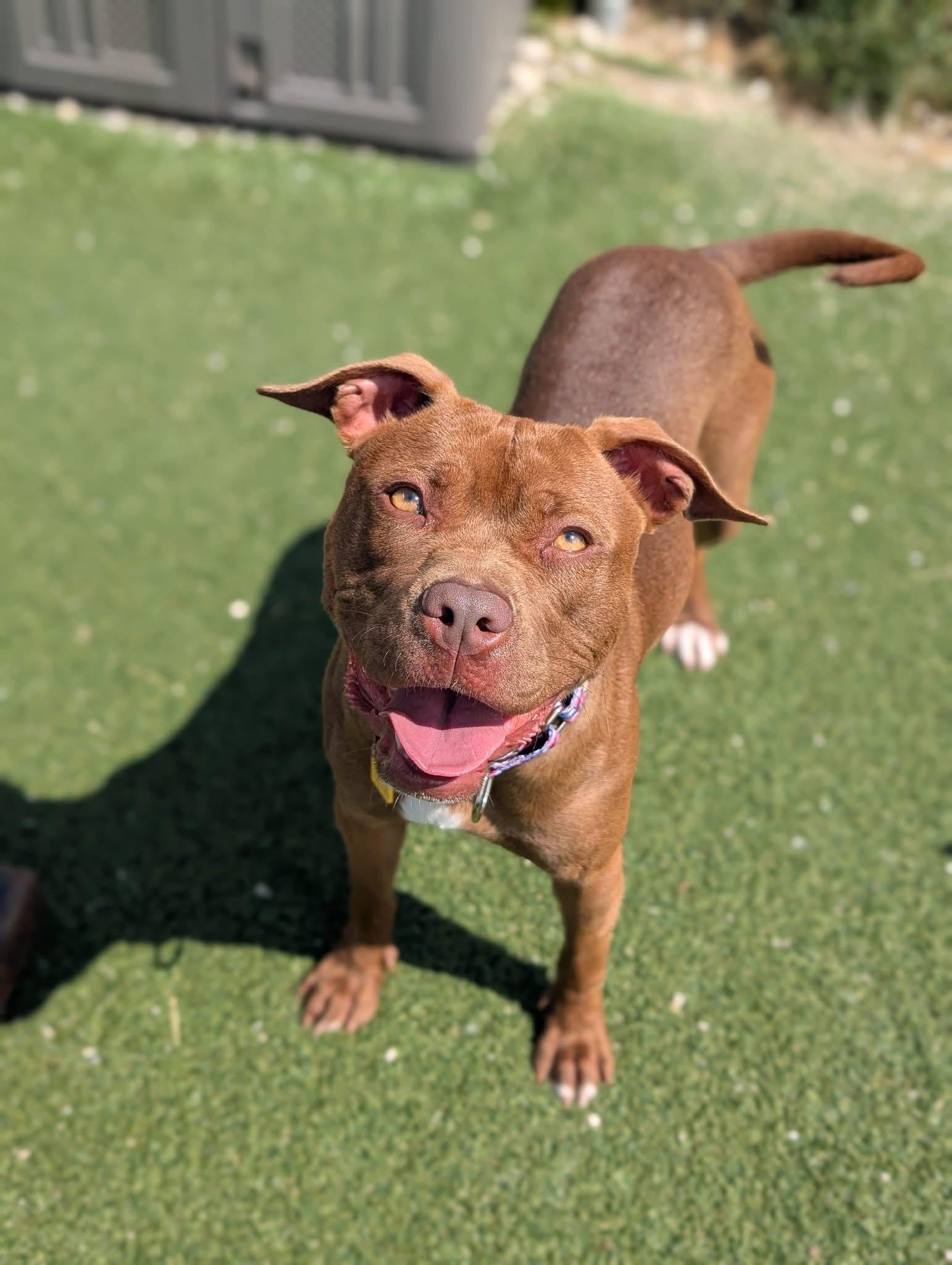 Chickie, Adoptable, Young Female Labrador Retriever.