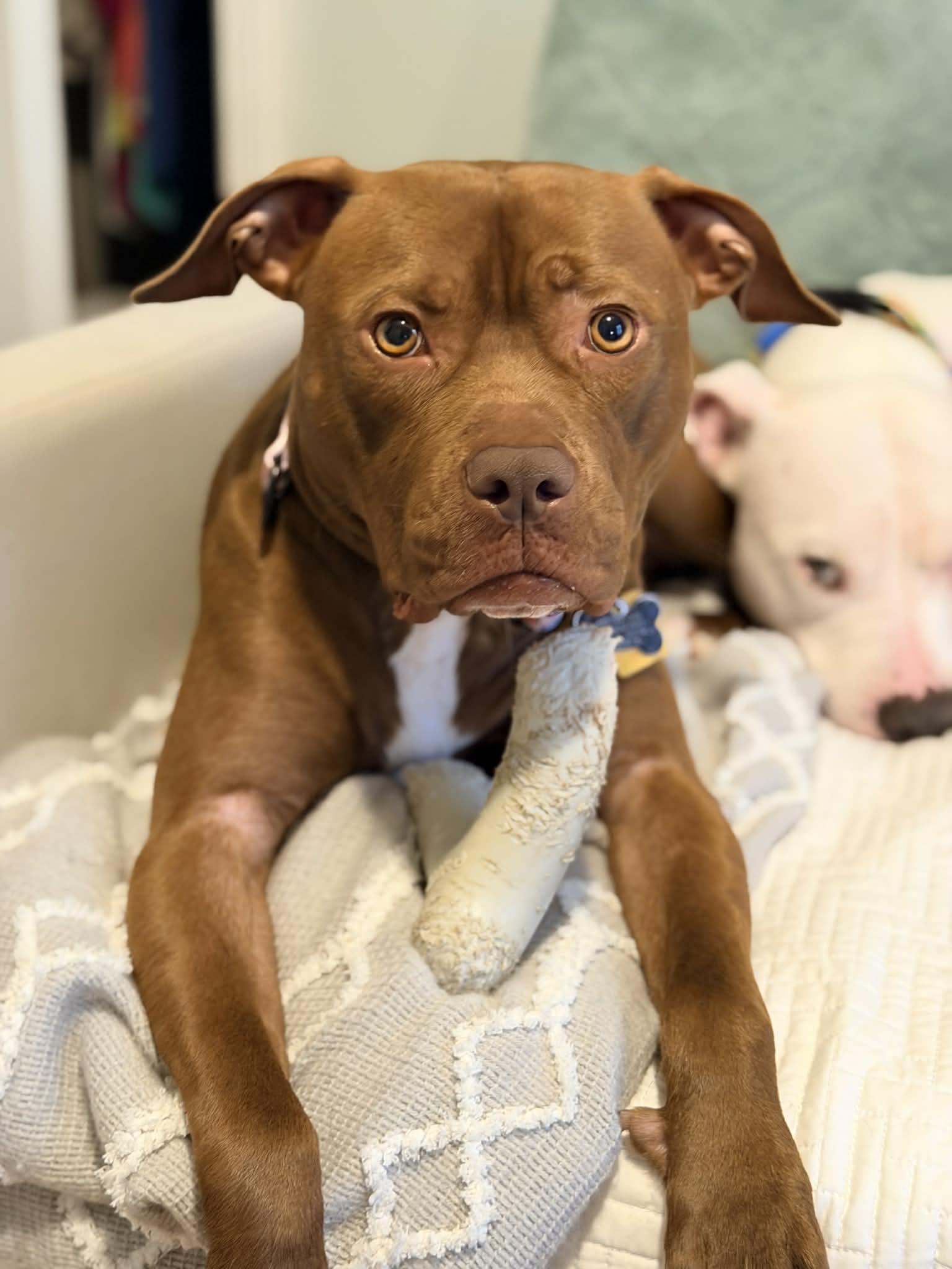 Enlarge Chickie, a Adoptable mixed breed in Cleveland, OH image 6/6