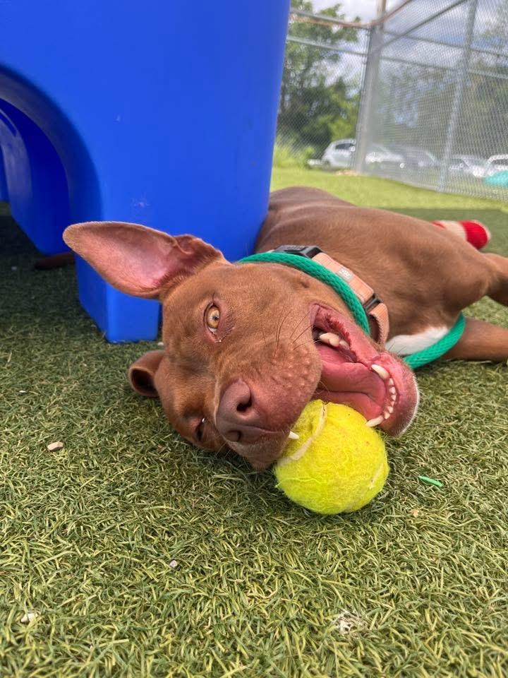 Chickie, a Adoptable mixed breed in Cleveland, OH image 4/6