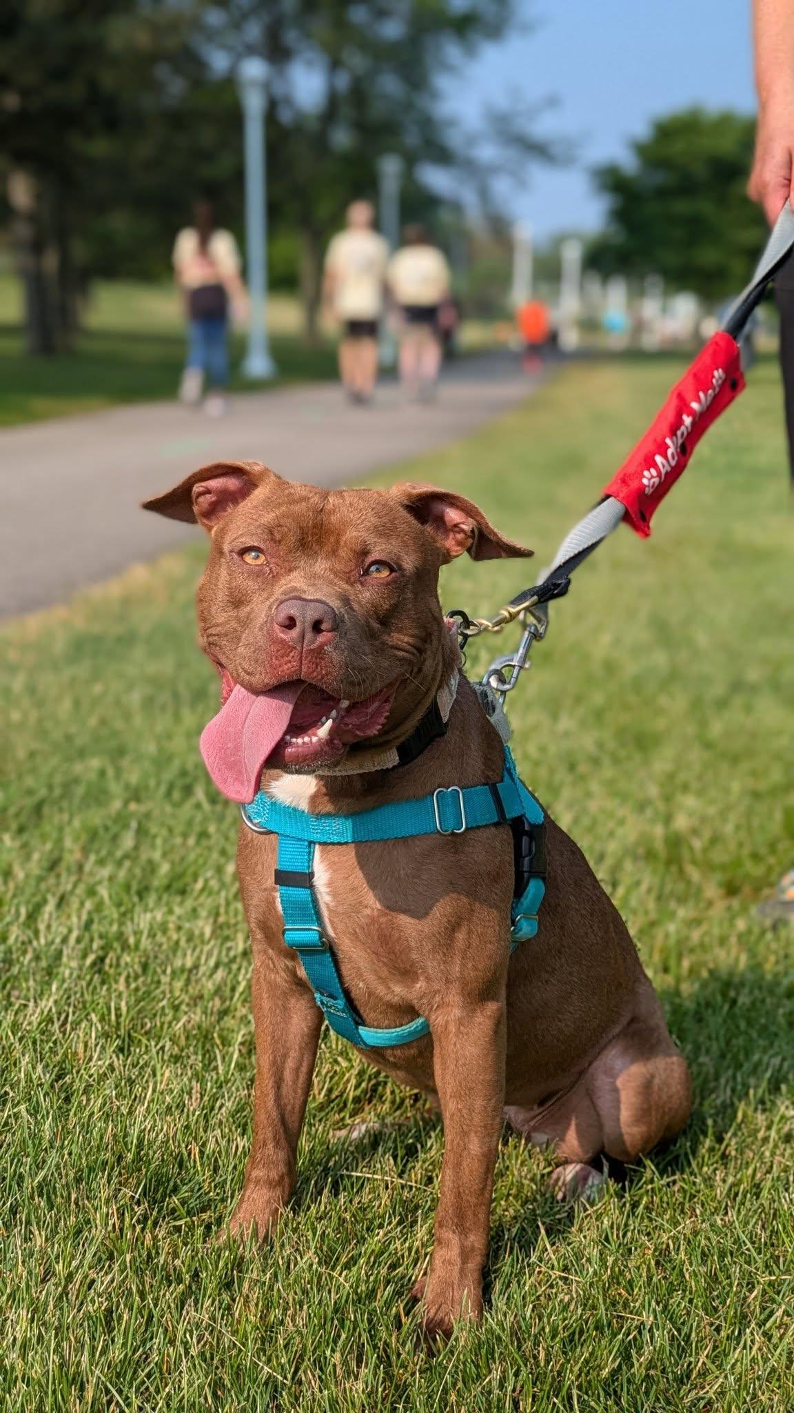 Chickie, a Adoptable mixed breed in Cleveland, OH image 5/6