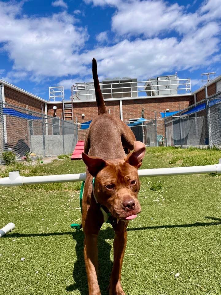 Chickie, a Adoptable mixed breed in Cleveland, OH image 6/6