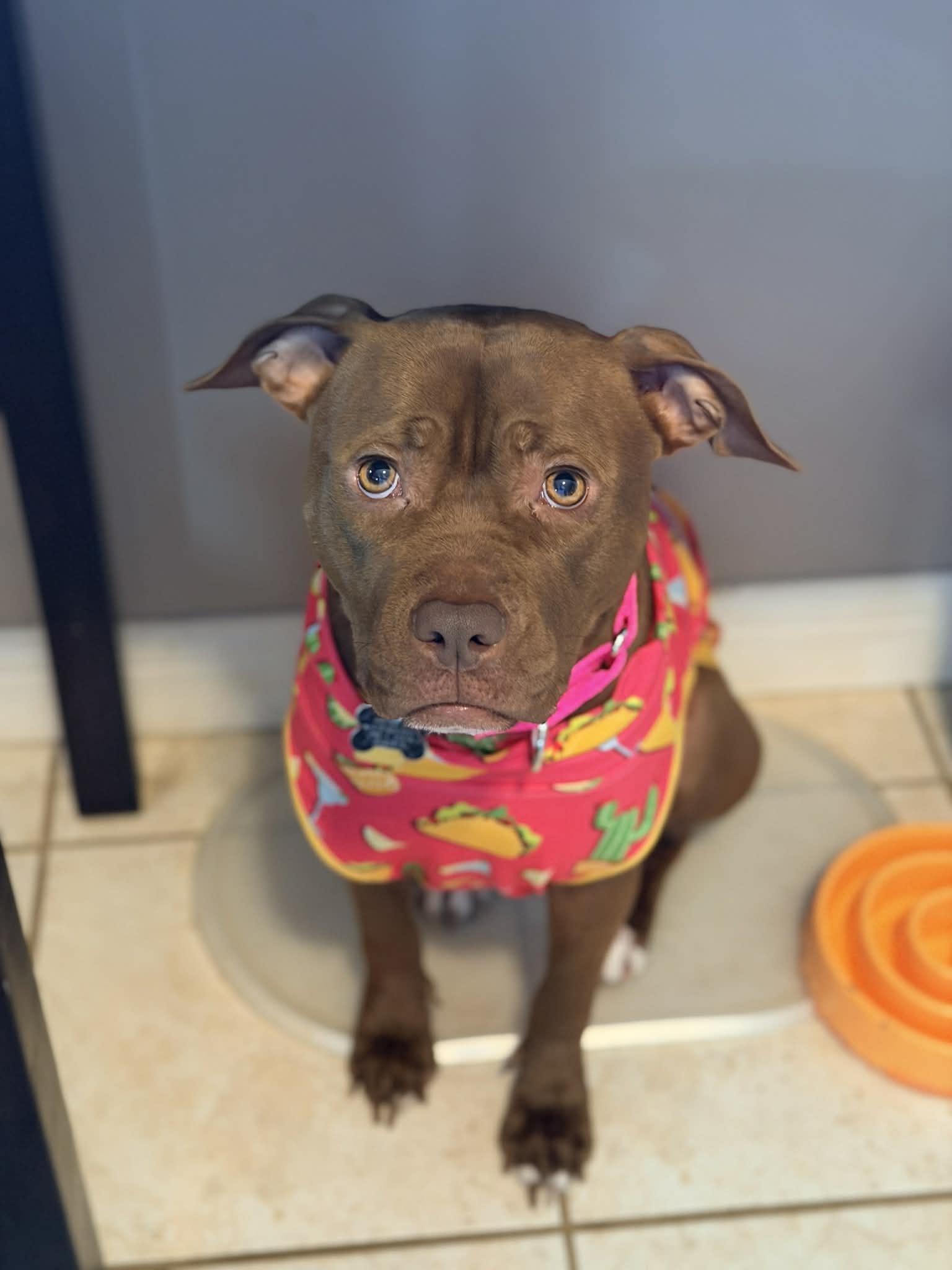 Enlarge Chickie, a Adoptable mixed breed in Cleveland, OH image 5/6